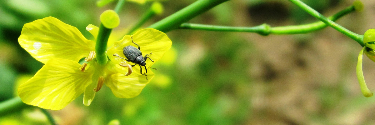 Weevil